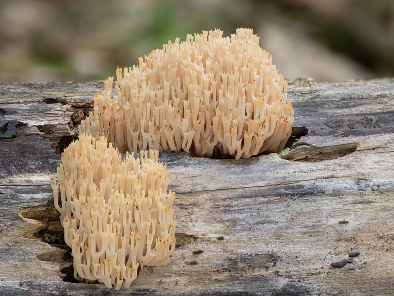 Artomyces pyxidatus